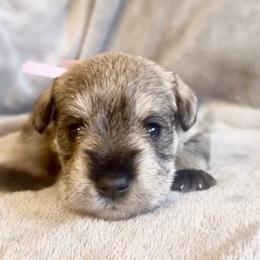 Girl one - Salt and pepper female Miniature Schnauzer puppy in Floyd, Virginia from Little River Puppies