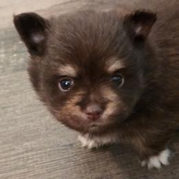 Patrick - Chocolate and tan male Pomeranian puppy in Gun Barrel City, Texas from Petite Poms