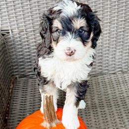 Matilda (Purple girl) - Tri-color female Bernedoodle puppy in Boiling Springs, South Carolina from OlliePups, LLC