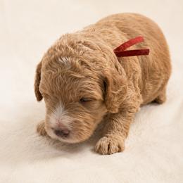 Boy 4 - male Goldendoodle puppy in Lancaster, California from Kid's Best Doodle