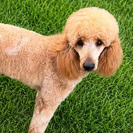 Poodles from KD's Luxury Nursery