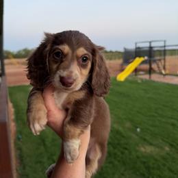 John B - Chocolate and cream male Dachshund puppy in Stamford, Texas from West Texas Miniature Dachshunds
