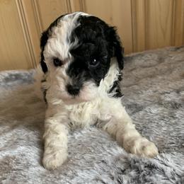 Harley - Parti female Poodle puppy in Haddam, Kansas from Golden B Acres