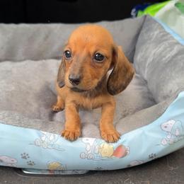 Astrid - Wild boar female Dachshund puppy in Livingston, Kentucky from Illyria Dox & GSD