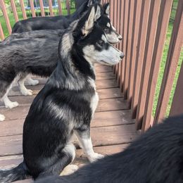 Cupid - Trained - Black and white male Siberian Husky puppy in Lake Park, Minnesota from ThunderStruck Siberians