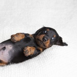 Dachshund Puppies from MyGaDachs