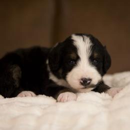 Matilda (Magenta) - Tri-color female Bernedoodle puppy in Queen Creek, Arizona from Dulcito Doodles