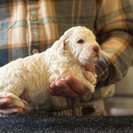 Boy 1 - Orange male Lagotto Romagnolo puppy in Sugar Valley, Georgia from Pinnacle Farm and Kennel