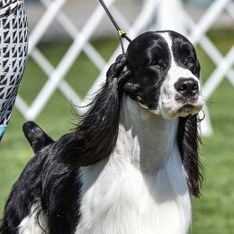 English Springer Spaniels from Carol Jansen's English Springer Spaniels