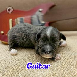 Guitar - Blue merle male Bernedoodle puppy in Banner Elk, North Carolina from Walnut Tree Bernedoodles