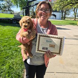 Shamrock (Rocky) - Apricot male Goldendoodle puppy in Red Oak, Iowa from Fisher Pups-Stay Golden with a Doodle