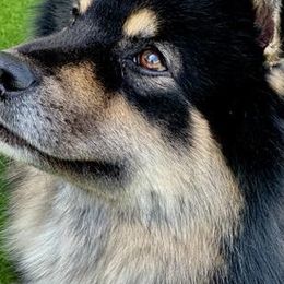 Finnish Lapphund puppies from Lighthouse Lapphunds and Leos by the Sea