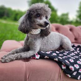 Dolly - Poodle