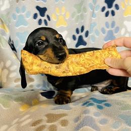 Dachshund Puppies from Mahzian Miniature Dachshunds