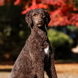 Aussiedoodles from Robles Family Doodles