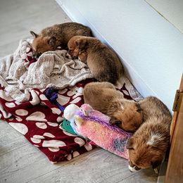 Pembroke Welsh Corgi Puppies from Trapmans Corgi's
