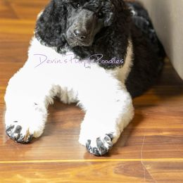 Poodle Puppies from Devin’s Purple Poodles