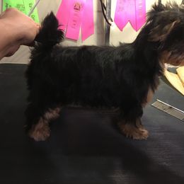 Yorkshire Terrier Puppies from Bricriu Kennels, Reg.