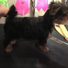 Yorkshire Terrier Puppies from Bricriu Kennels, Reg.