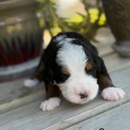 Sorry - Tri-color male Bernedoodle puppy in El Campo, Texas from Little Fur Friends Bernedoodles