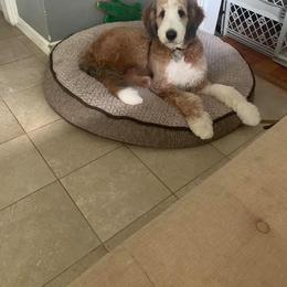 Bernedoodle All Grown Up from Backwoods Bernedoodles