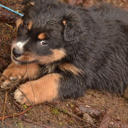 Rex - Australian Shepherd puppy from Cart River Aussies