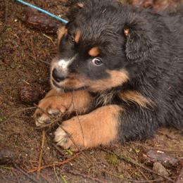 Rex - Australian Shepherd puppy from Cart River Aussies