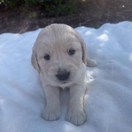 Cream Collar Girl - Golden female Golden Retriever puppy in Salt Lake City, Utah from Deseret Peak Goldens