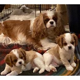Cavalier King Charles Spaniel Puppies from Mandaryn Cavaliers