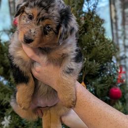 Pumpkin - Blue merle female Australian Shepherd puppy in Squaw Valley, California from A&M Australian Shepherds