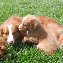 Nova Scotia Duck Tolling Retriever Puppies from Red Hill Tollers