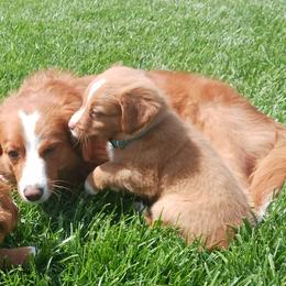Nova Scotia Duck Tolling Retriever Puppies from Red Hill Tollers