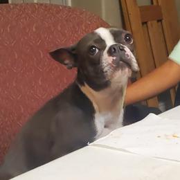 Zazu - Boston Terrier