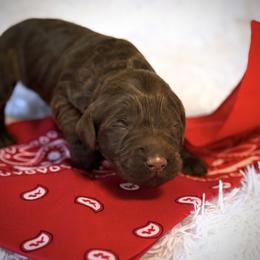 Miss Red - Chocolate female Australian Labradoodle puppy in Wake Forest, North Carolina from Lucky Country Labradoodles