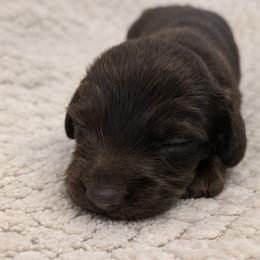 Otto - Chocolate male Dachshund puppy in Lubbock, Texas from Wagging Tails