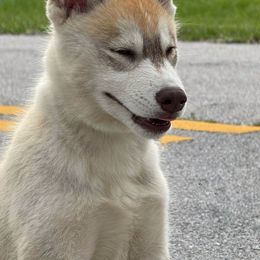 Siberian Huskies from For the Wise Siberian huskies