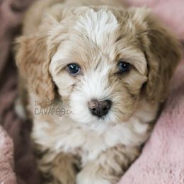 Cavapoo Puppies from The Cuddle Cavapoo Co.