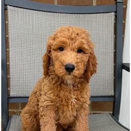 Lewis - Apricot male Goldendoodle puppy in Swartz Creek, Michigan from Michigan Doodles