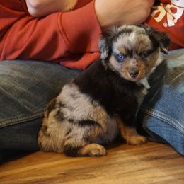Miniature Australian Shepherd and Toy Australian Shepherd Puppies from Caprock Mini & Toy Aussies