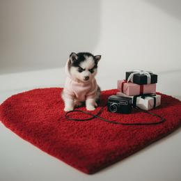 Cherish - Black and white female Pomsky puppy in Bucyrus, Missouri from Hill Top Pomskies