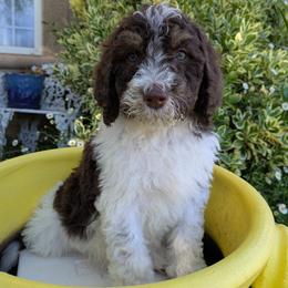 Green Collar Male - Parti male Poodle puppy in Tehama County, California from Hals Pals K9s