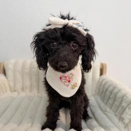 Purple Collar - Black female Goldendoodle puppy in Gilbert, Arizona from Desert Paws Doodles