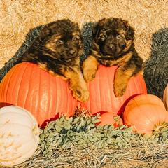 French Bulldog and German Shepherd Puppies from Iron Rim