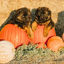 French Bulldog and German Shepherd Puppies from Iron Rim