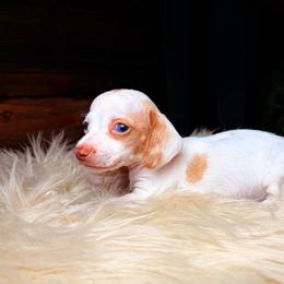 Jolene - Piebald female Dachshund puppy in Washburn, Tennessee from Clinch Mountain Dachshunds