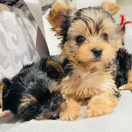 Yorkshire Terrier Puppies from Broadway's Little Blessings