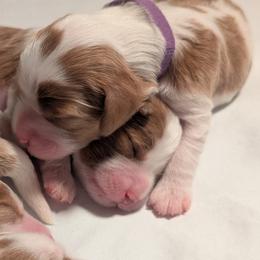 Purple - Blenheim female Cavapoo puppy in Newport, North Carolina from Crystal Coast Cavapoodles