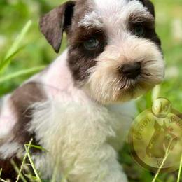 Miniature Schnauzer Puppies from Crown Schnauzers KC
