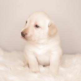 Labrador Retriever Puppies from AGL Retrievers
