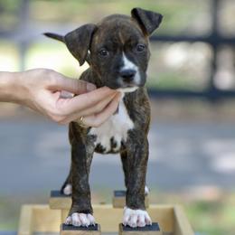 The Happy Soul - Brown brindle female American Staffordshire Terrier puppy in St. Augustine, Florida from LBK & Ancient City